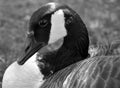 Canada goose family is a large wild goose species Royalty Free Stock Photo