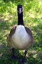 Canada goose family is a large wild goose species Royalty Free Stock Photo