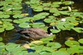 Canada goose family is a large wild goose species Royalty Free Stock Photo