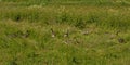 Canada goose family with many cicks hiding in high grass in the marsh Royalty Free Stock Photo