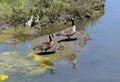 Canada goose family nap time for the kids Royalty Free Stock Photo