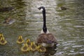 Canada goose family in a pond Royalty Free Stock Photo