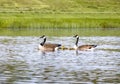 Canada Goose Family in Pond Royalty Free Stock Photo