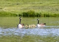 Canada Goose Family in Pond Royalty Free Stock Photo