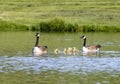 Canada Goose Family in Pond Royalty Free Stock Photo