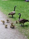 Canada Goose Family Portrait young geese with parents Royalty Free Stock Photo