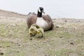 Canada goose family Royalty Free Stock Photo