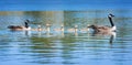 Canada goose family swimming in blue water Royalty Free Stock Photo