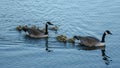 Canada goose Family swimming Royalty Free Stock Photo