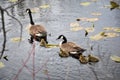 Canada goose family swimming in the lake Royalty Free Stock Photo