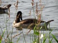 Canada goose family swimming and relaxing on the water in the green on the River Rhein on a sunny day Royalty Free Stock Photo