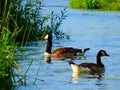 Canada goose family swimming and relaxing on the water in the green on the River Rhein on a sunny day Royalty Free Stock Photo