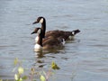 Canada goose family swimming and relaxing on the water in the green on the River Rhein on a sunny day Royalty Free Stock Photo