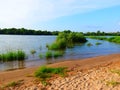 Sand beach and Canada goose family swimming and relaxing on the water in the green on the River Rhein on a sunny day Royalty Free Stock Photo