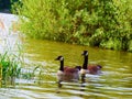 Canada goose family swimming and relaxing on the water in the green on the River Rhein on a sunny day Royalty Free Stock Photo