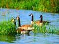 Canada goose family swimming and relaxing on the water in the green on the River Rhein on a sunny day Royalty Free Stock Photo