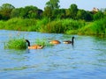 Canada goose family swimming and relaxing on the water in the green on the River Rhein on a sunny day Royalty Free Stock Photo