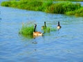 Canada goose family swimming and relaxing on the water in the green on the River Rhein on a sunny day Royalty Free Stock Photo