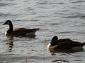 Canada goose family swimming and relaxing on the water in the green on the River Rhein on a sunny day Royalty Free Stock Photo