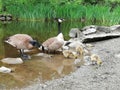 Canada Goose Family at Stanley Park Royalty Free Stock Photo