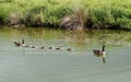 A Canada Goose family Royalty Free Stock Photo