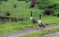 A Canada Goose family Royalty Free Stock Photo