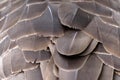 Canada Goose feathers Royalty Free Stock Photo