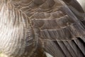 Canada Goose Feathers Close Up Royalty Free Stock Photo