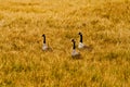 Canada Goose feeding in field Royalty Free Stock Photo