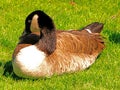 Canada Goose feeding in field Royalty Free Stock Photo