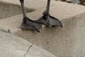 Canada Goose feet Royalty Free Stock Photo