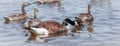 Canada Goose - Female with her clutch swimming on Ottawa River. Royalty Free Stock Photo