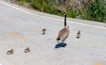 Canada goose family crossing the road 2 goslings decide to stop and rest Royalty Free Stock Photo