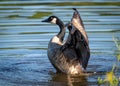 Canada Goose Flapping its Wings Royalty Free Stock Photo