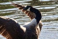 Canada goose flapping its wings Royalty Free Stock Photo