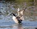 Canada goose flapping its wings in a lake Royalty Free Stock Photo