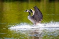 Canada Goose flapping its wings after landing on a pond in London Royalty Free Stock Photo