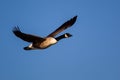 Canada Goose flapping its wings before taking to the sky Royalty Free Stock Photo