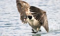 Canada Goose landing in water Royalty Free Stock Photo