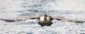 Canada Goose landing in water