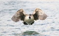 Canada Goose landing in water Royalty Free Stock Photo
