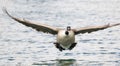 Canada Goose landing in water Royalty Free Stock Photo