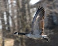 Canada Goose In Flight Royalty Free Stock Photo