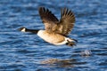 Canada Goose Royalty Free Stock Photo
