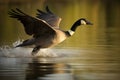 Canada goose flight above the water. Generate ai Royalty Free Stock Photo