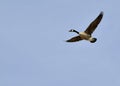 Canada Goose In Flight Royalty Free Stock Photo