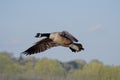 Canada Goose in Flight Royalty Free Stock Photo