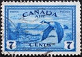 Canada goose in flight Royalty Free Stock Photo