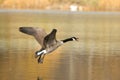 Canada Goose In Flight