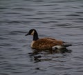 Canada goose floating on the calm bod of water Royalty Free Stock Photo